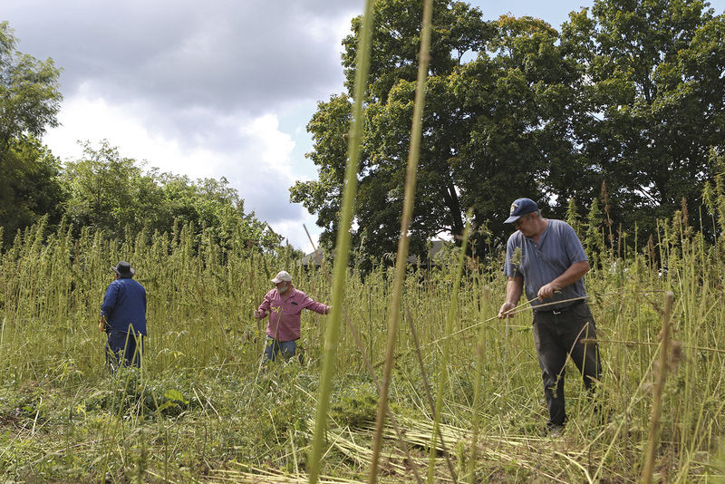 Year closes on first public industrial hemp grown in decades